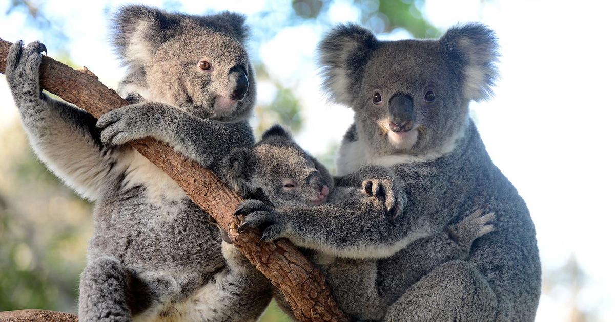 Adopt An Animal Taronga Conservation Society Australia