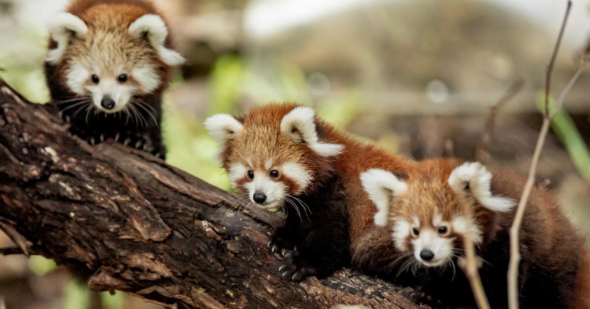 Red Panda | Taronga Conservation Society Australia