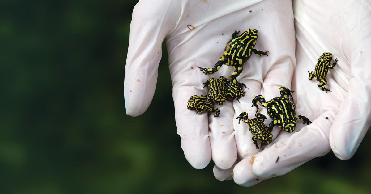 header-donate-corroboree-frog-appeal-2880x1400.jpg