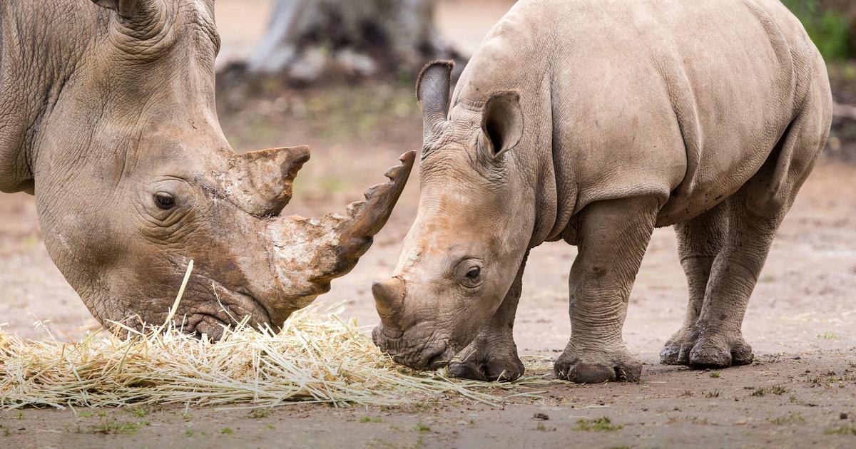 ACM30317 Certificate III in Captive Animals (Perth) | Taronga