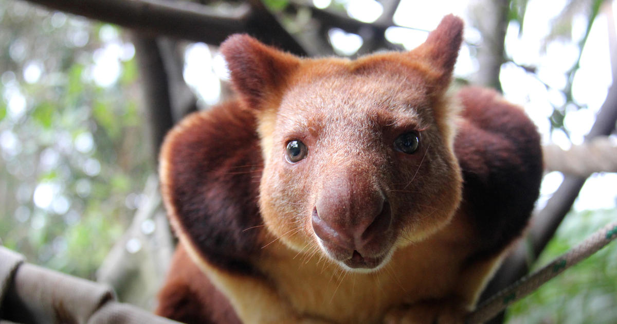 Tree Kangaroo | Taronga Conservation Society Australia