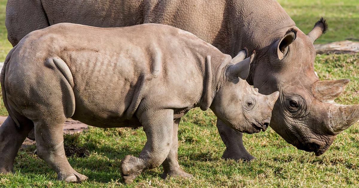 Black Rhino Keeper Talk | Taronga Conservation Society Australia