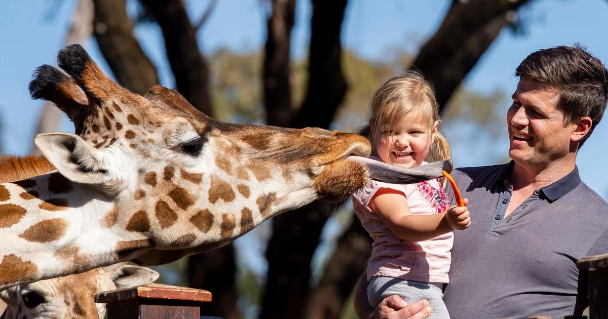 Giraffe Encounter Taronga Conservation Society Australia giraffe-encounter-taronga-conservation-society-australia