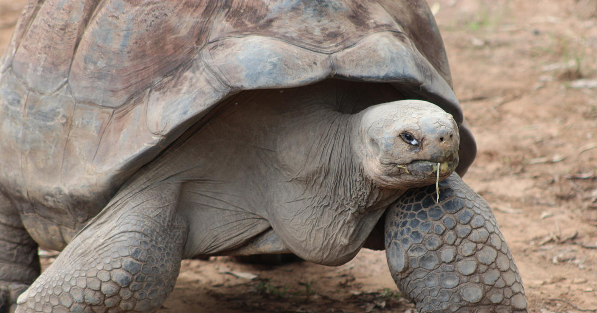 Galapagos Tortoise Keeper Talk | Taronga Conservation Society Australia