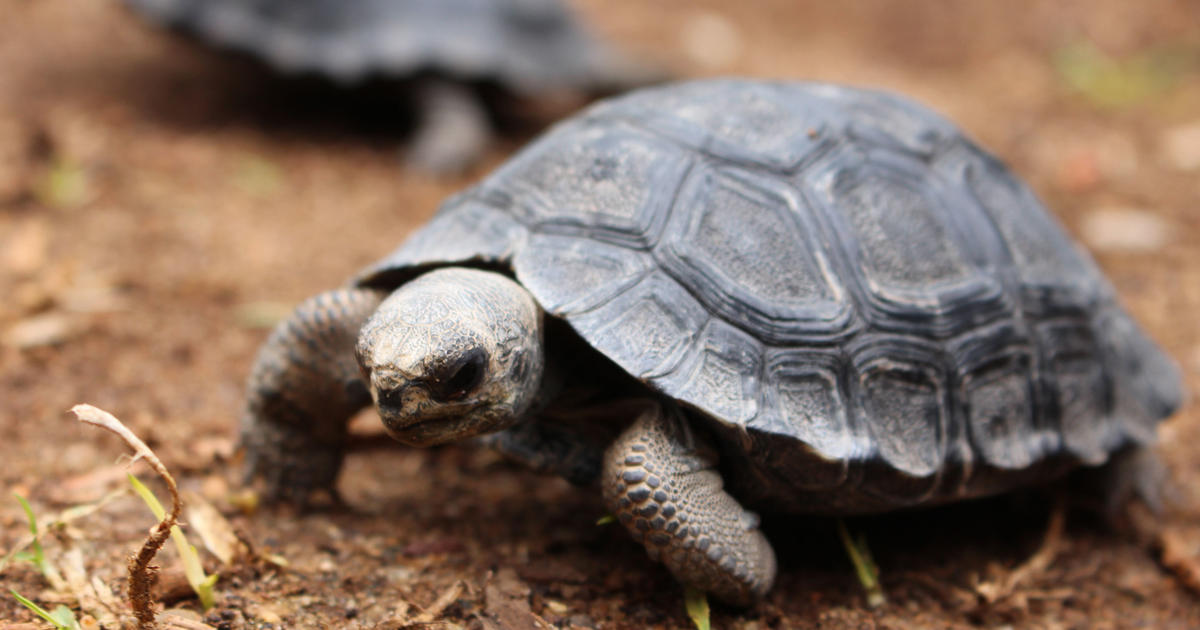 Galapagos Tortoise Juveniles Keeper Talk | Taronga Conservation Society ...