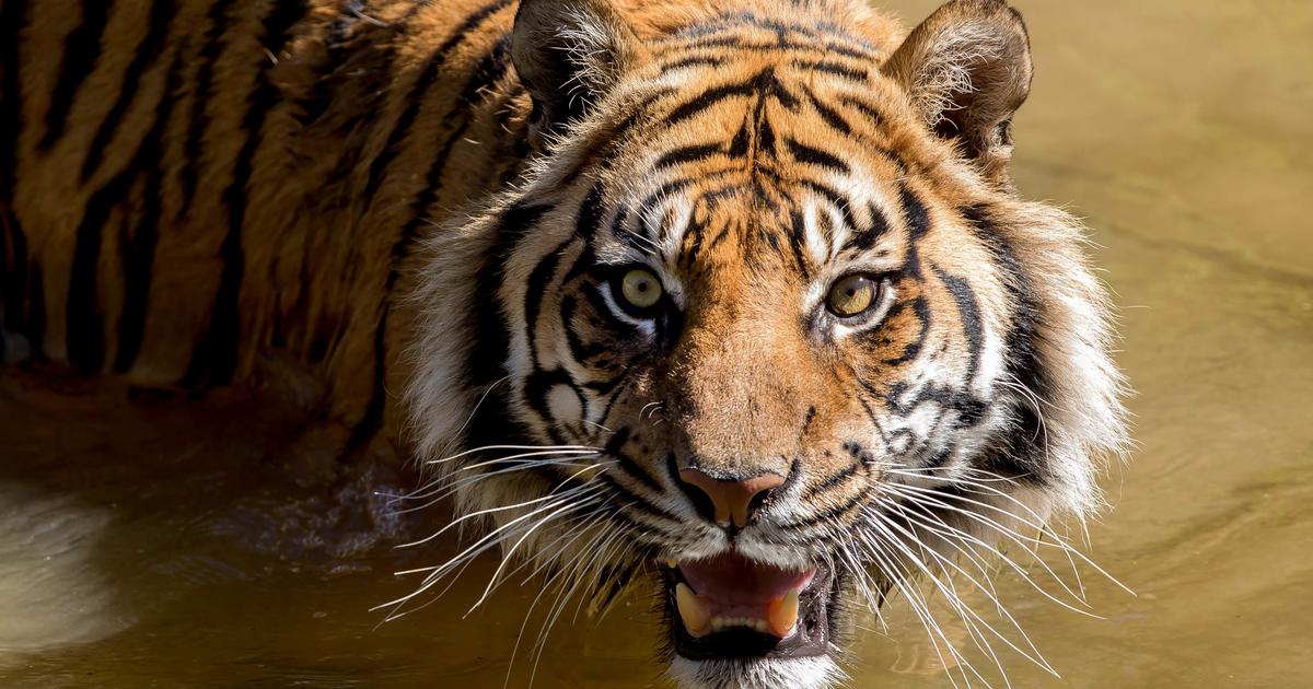 Sumatran Tiger Keeper Talk | Taronga Conservation Society Australia