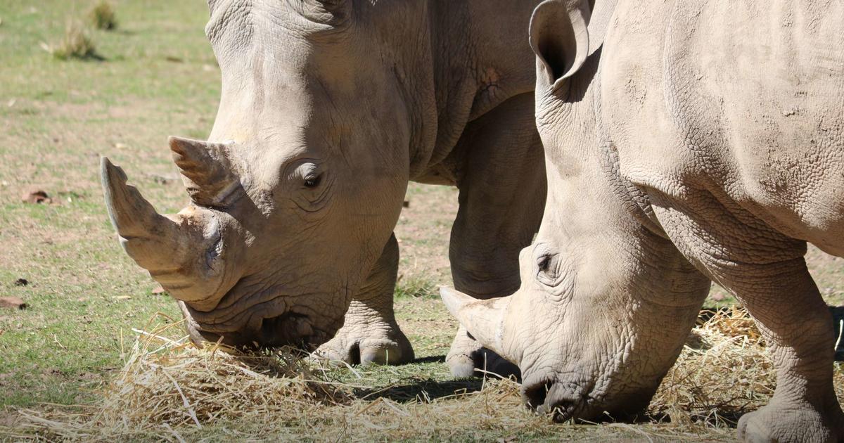 Zoo Announces Rhino Pregnancy On World Rhino Day Eve | Taronga ...