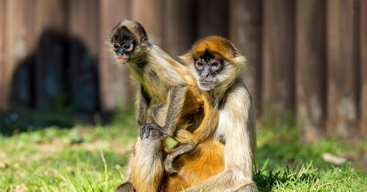 Spider Monkey Feed | Taronga Conservation Society Australia