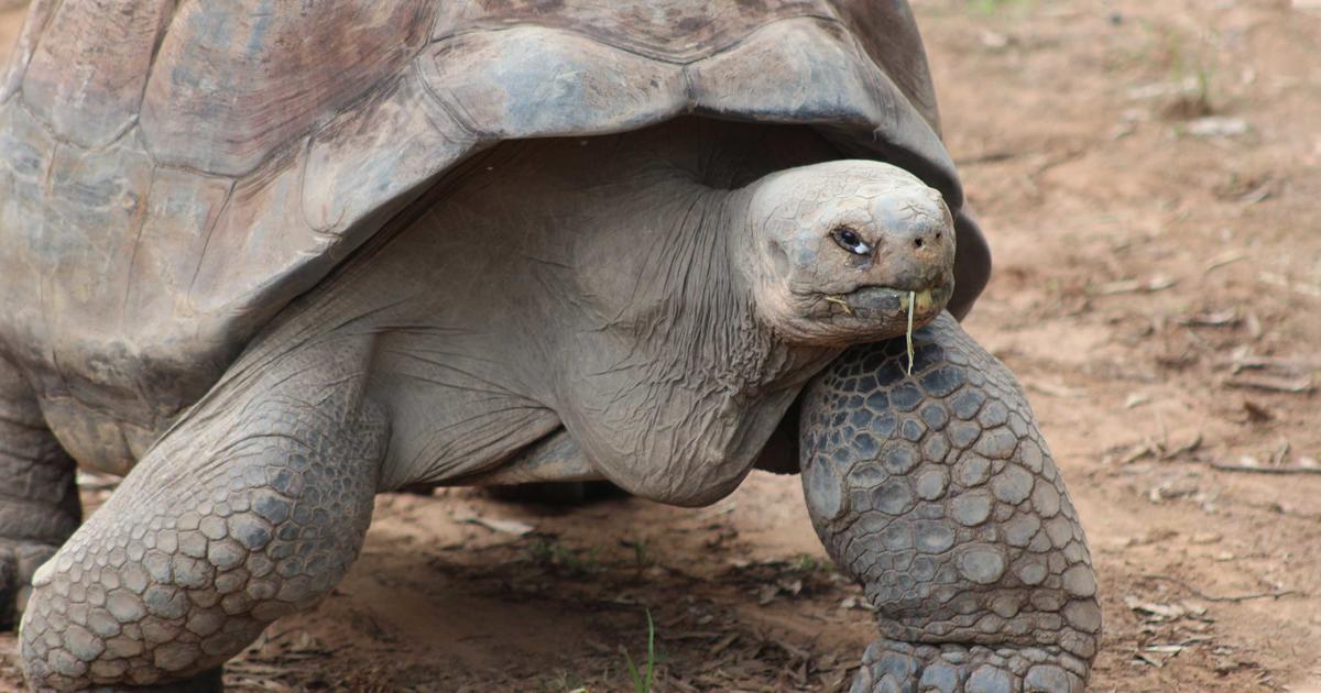 Galapagos Tortoise Keeper Talk | Taronga Conservation Society Australia