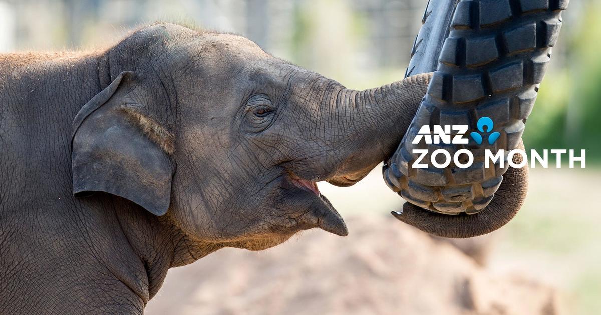 Taronga Zoo Sydney Taronga Conservation Society Australia