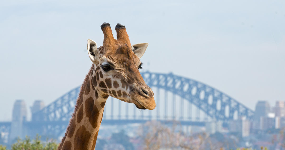 Taronga Zoo Sydney | Taronga Conservation Society Australia