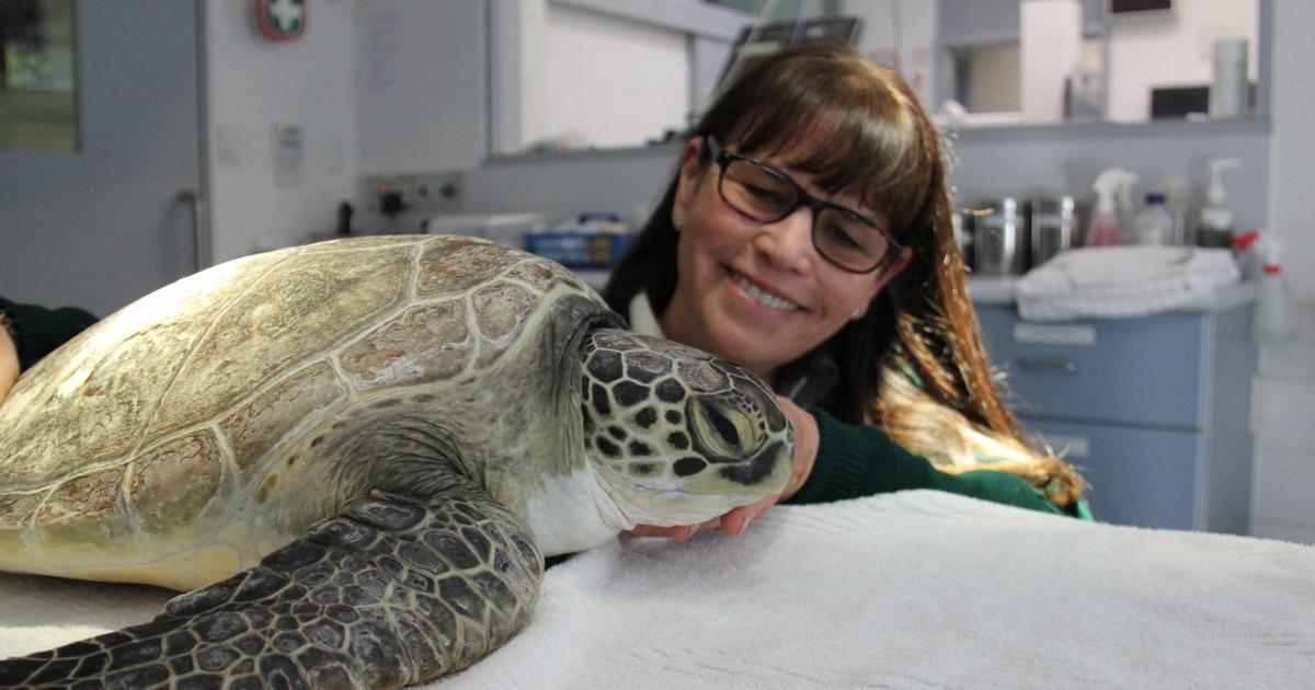 Rehab and Release | Taronga Conservation Society Australia