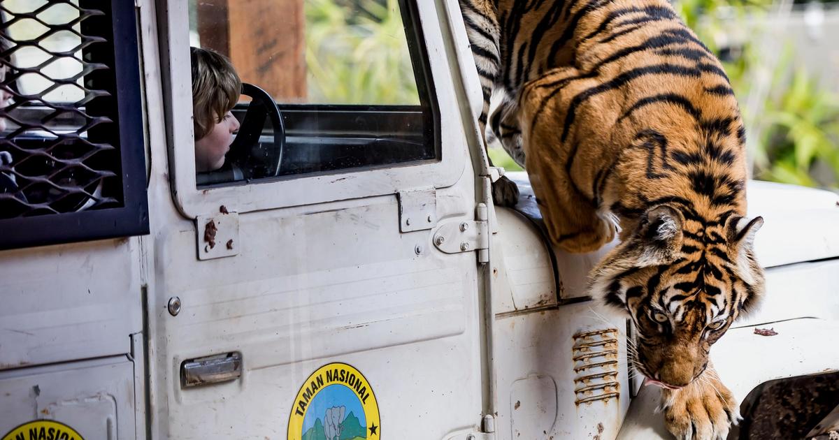 Tiger Trek Taronga Conservation Society Australia