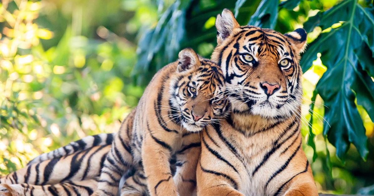 Can You Buy Food At Taronga Zoo