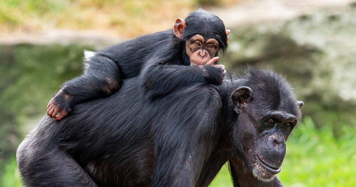 African Jungles | Taronga Conservation Society Australia