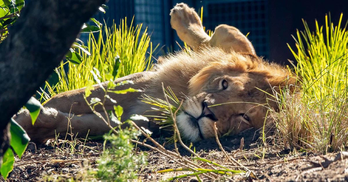 African Savannah Taronga Conservation Society Australia