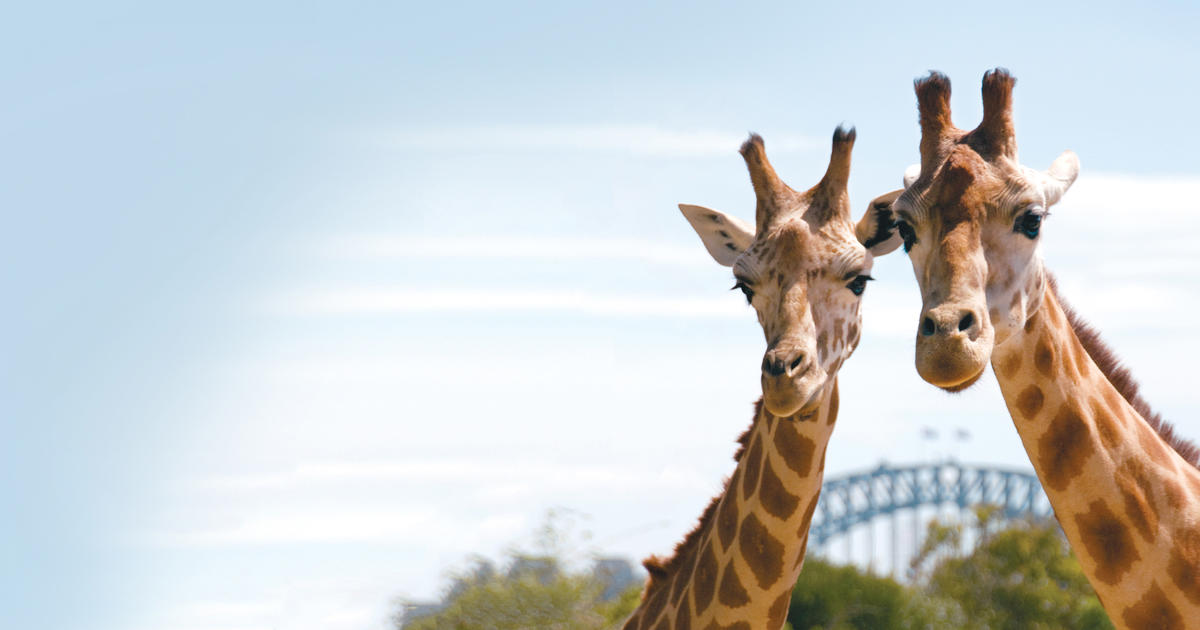 The Wild Awaits | Taronga Conservation Society Australia