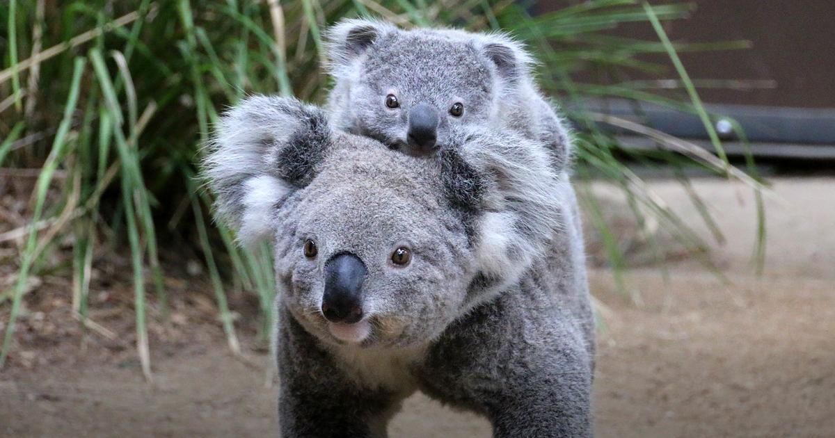 Become A Zoo Friend Taronga Conservation Society Australia become-a-zoo-friend-taronga-conservation-society-australia