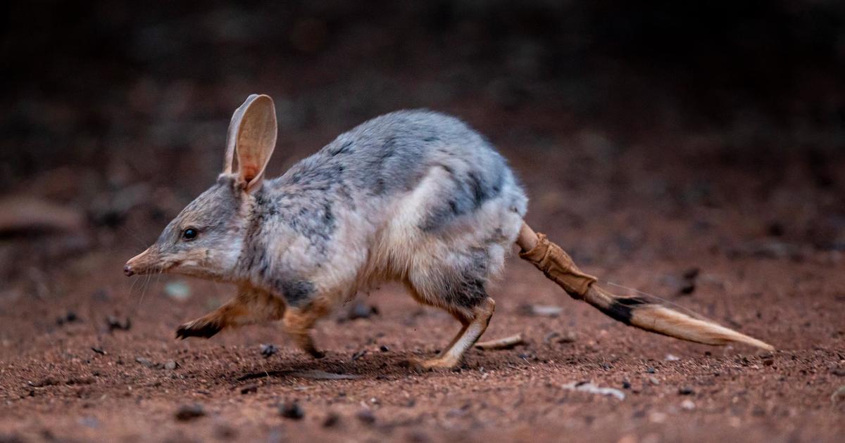 Bilbies burrowing back | Taronga Conservation Society Australia