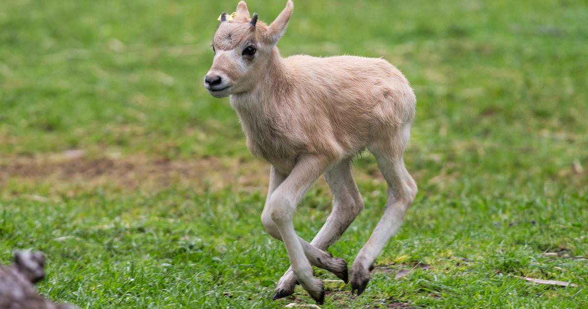 A new Addax calf joins the herd | Taronga Conservation Society Australia