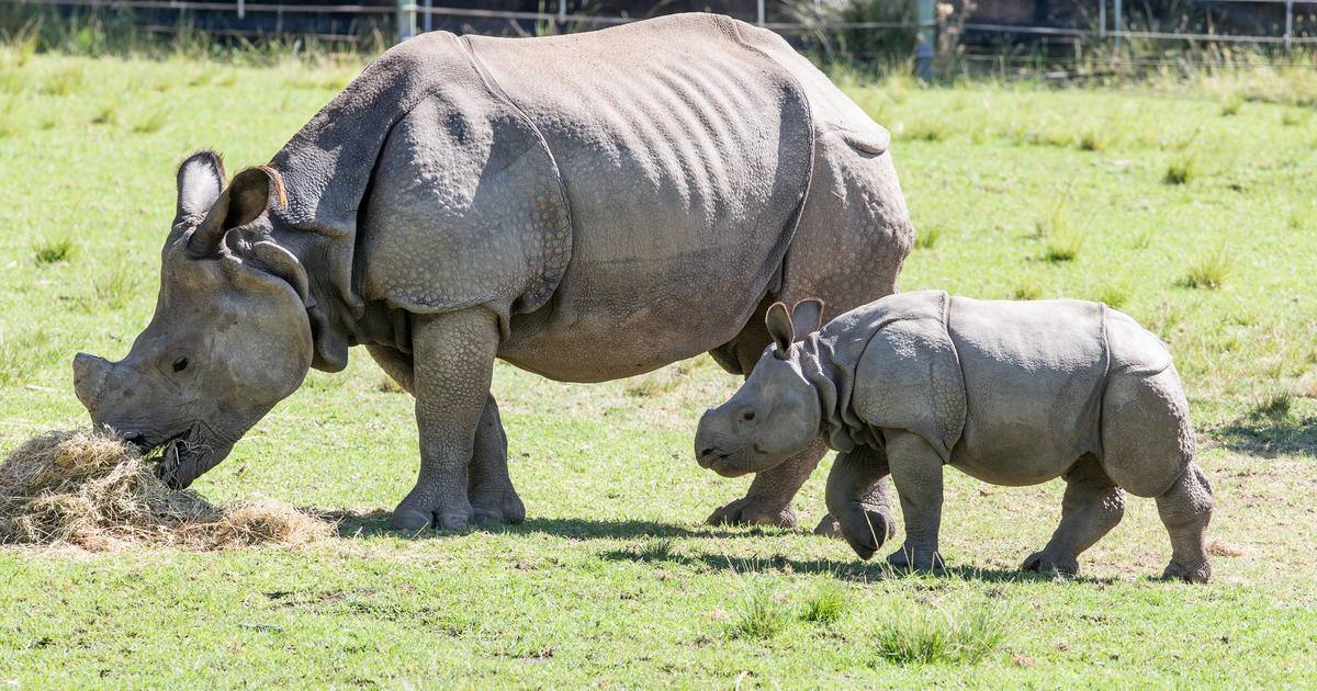 What does it take to make a baby Rhino? | Taronga Conservation Society ...