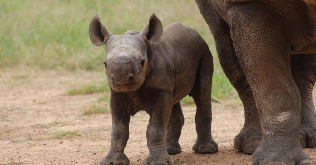 It's a girl! Zoo welcomes Black Rhino calf in Dubbo | Taronga ...