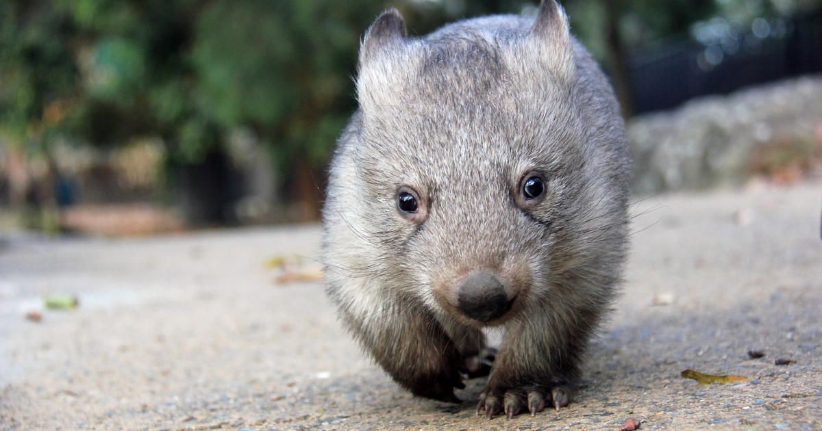 Orphaned wombat continues walk towards the wild | Taronga Conservation ...