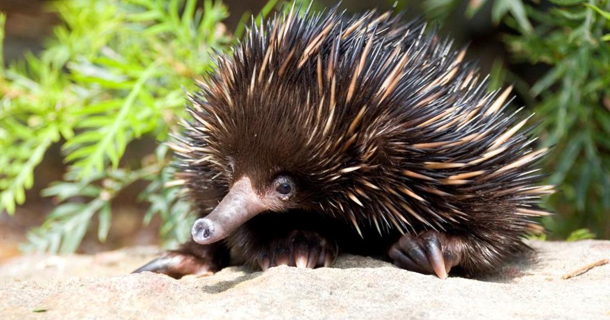  Echidnas  look sharp for love Taronga Conservation 