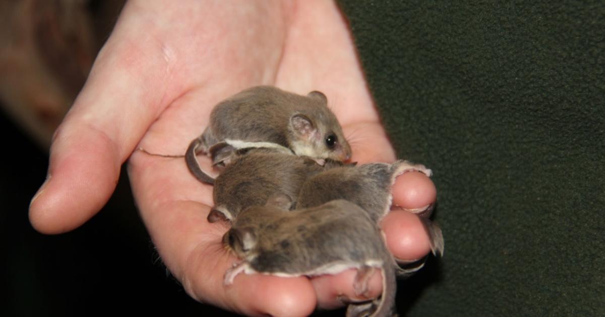 Record breaking number of Feathertail Glider births at Taronga Zoo