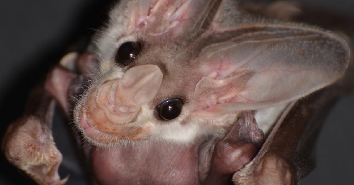 Taronga welcomes first Ghost Bat pup in 15 years | Taronga Conservation