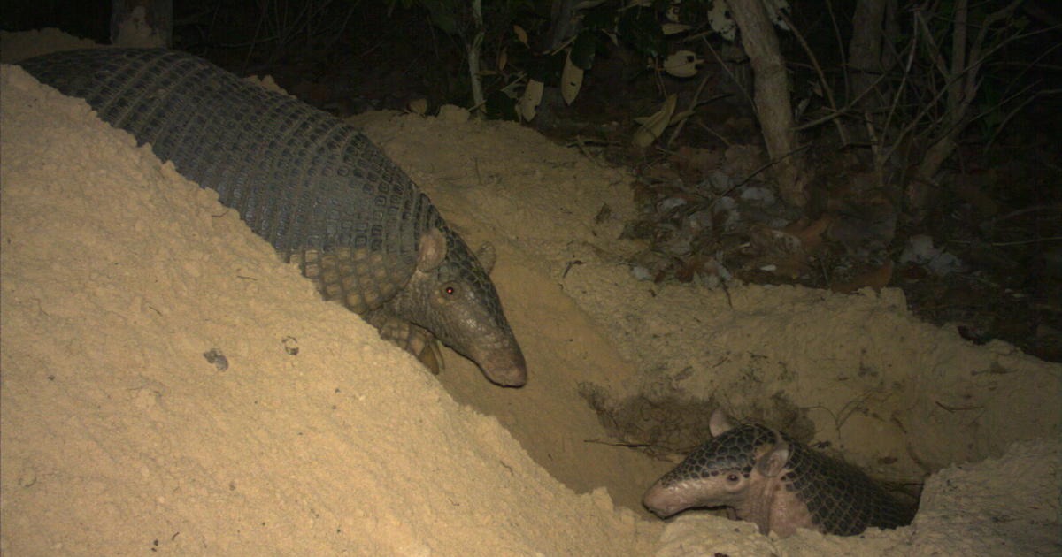 can you buy an armadillo lizard