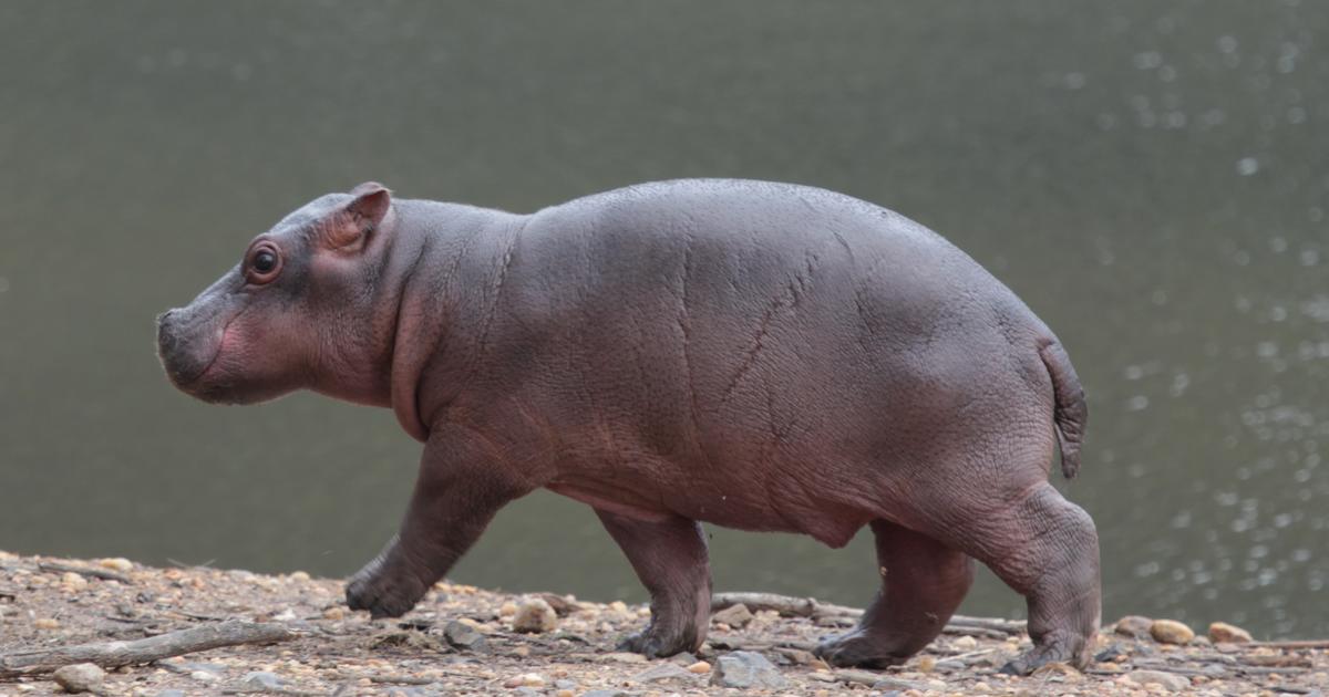 Hippo calf needs a name | Taronga Conservation Society Australia