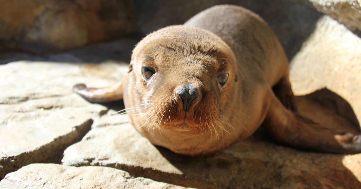 Taronga's Australian Sea-lion pup is great news for future | Taronga