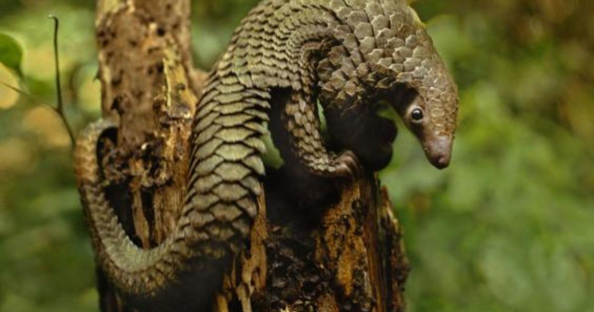 Operation: Pangolin Protection | Taronga Conservation Society Australia