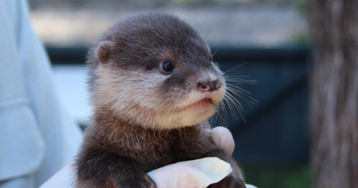 Zoo welcomes three Otter pups | Taronga Conservation Society Australia