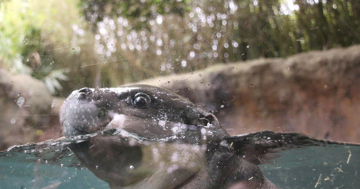 Pygmy Hippo laps up the fun | Taronga Conservation Society Australia