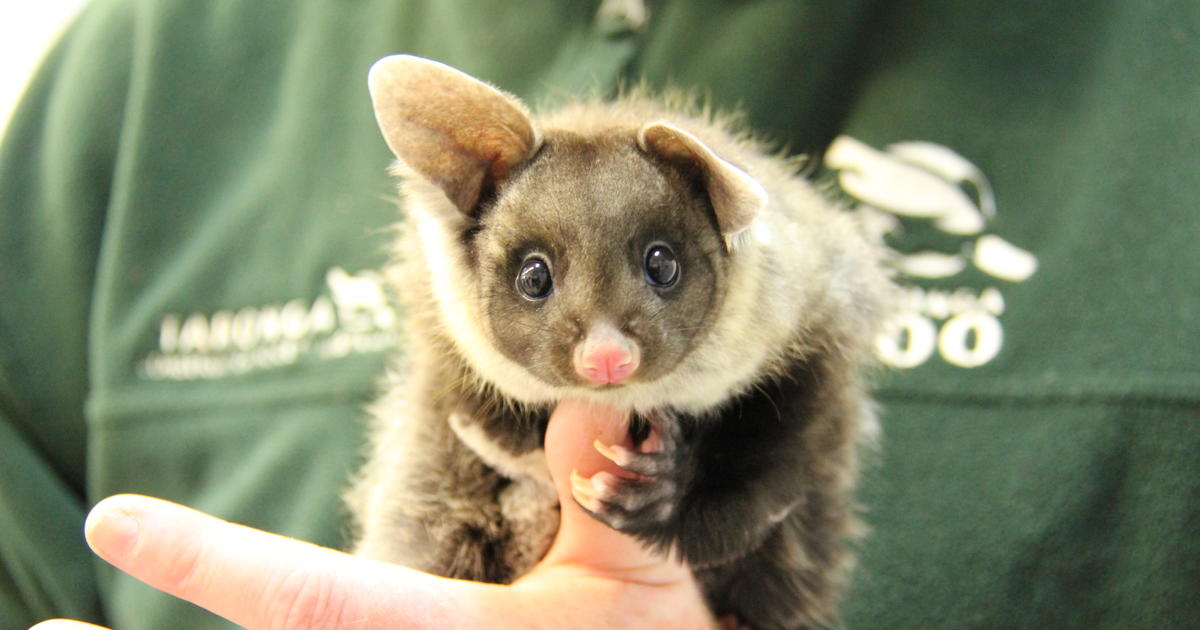 Glider project in full swing Taronga Conservation Society Australia