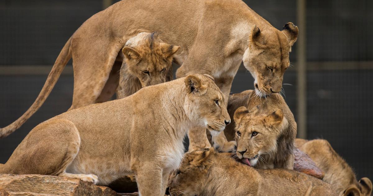 Lion cubs turn one Taronga Conservation Society Australia