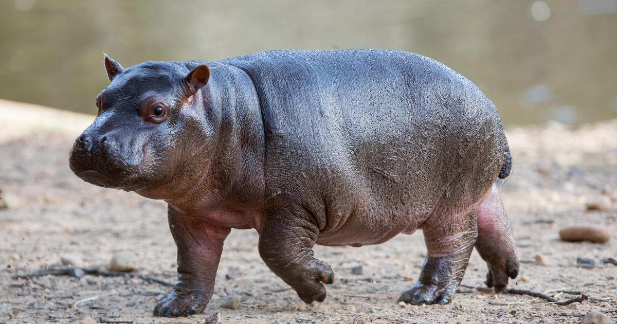 Newly named hippo baby - Kendi | Taronga Conservation Society Australia