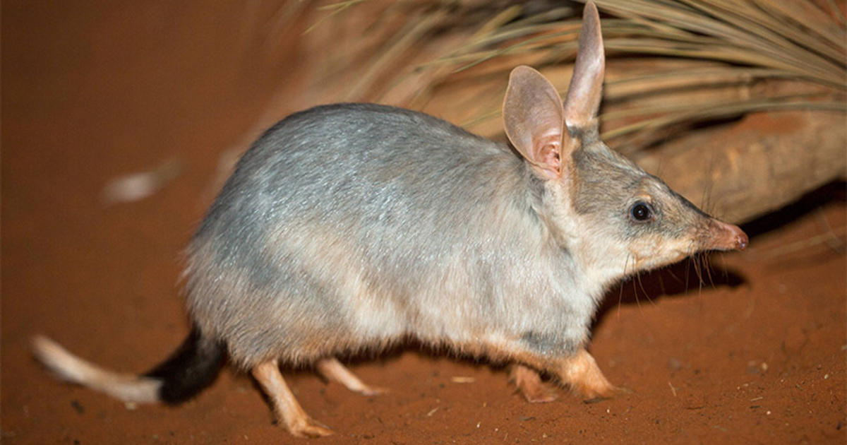 breeding sanctuary for the greater bilby at zoo in dubbo taronga