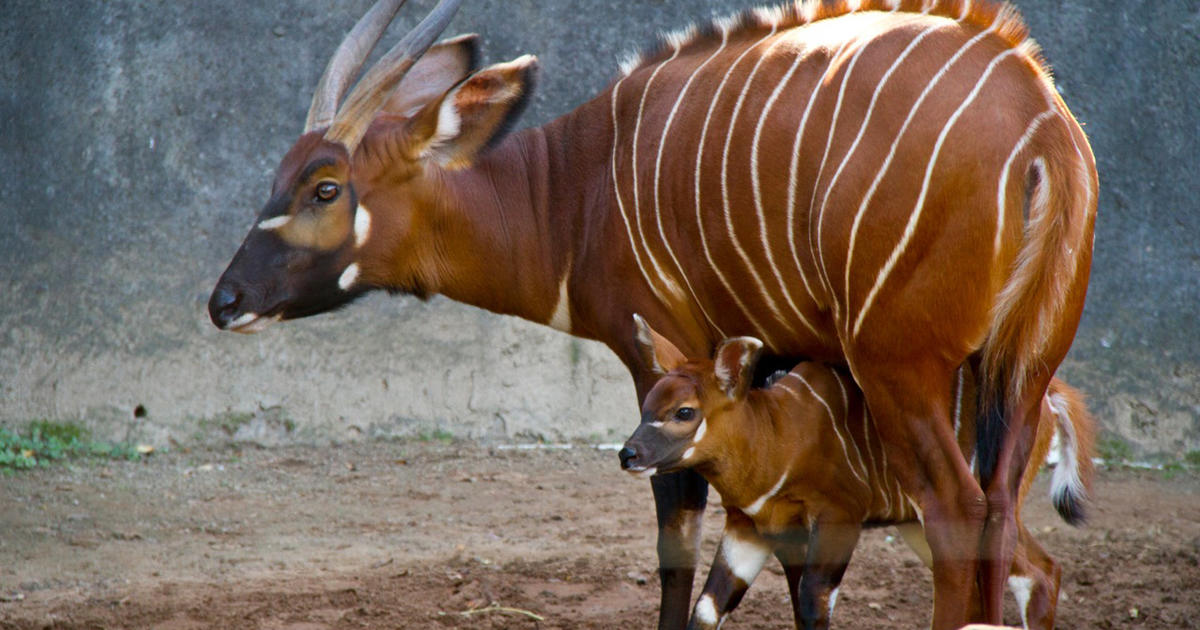 Rare Bongo Arrival Bolsters Zoo Conservation Breeding Program Taronga
