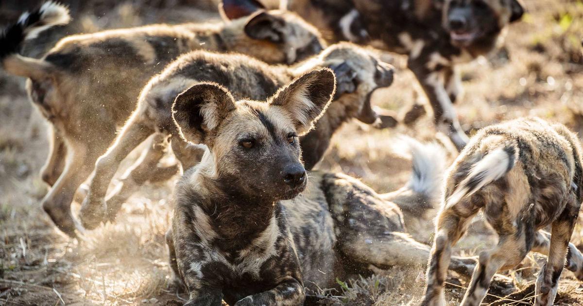 Protecting African Wild Dogs in Zimbabwe Taronga Conservation Society