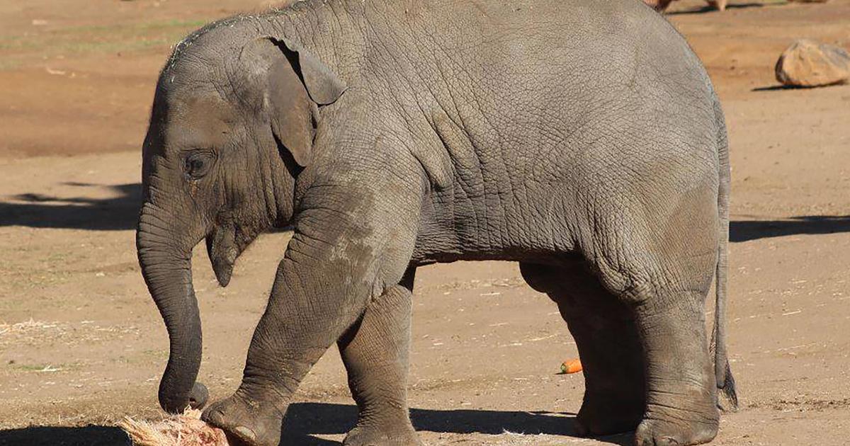 Sabai a growing boy! | Taronga Conservation Society Australia