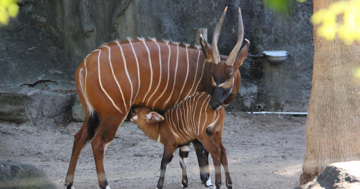 Bongo birth boosts Australasian breeding program Taronga Conservation