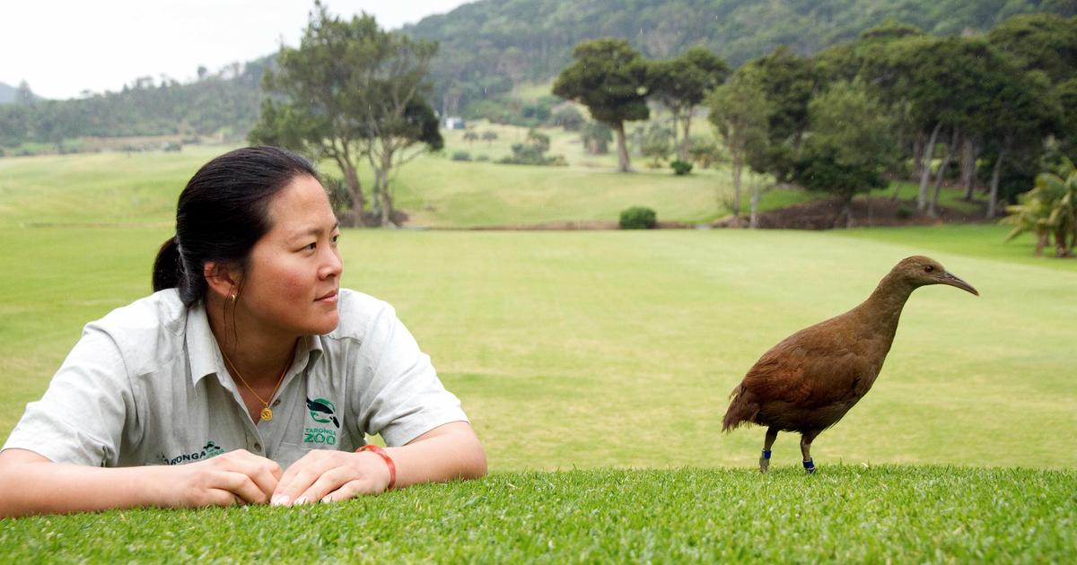 Lord Howe Island   s birdlife protection program success Taronga