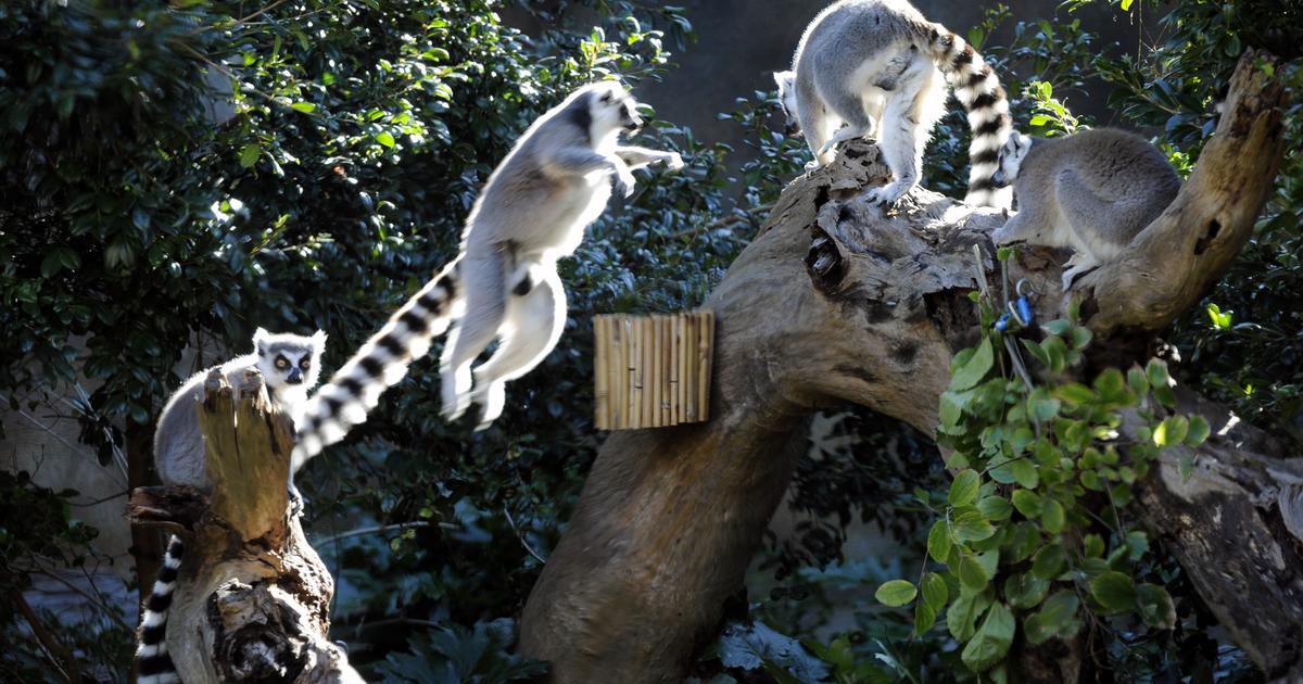 Play like a Lemur at Taronga these school holidays Taronga