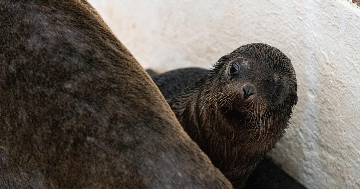 Sea Lion Pup Debut Taronga Conservation Society Australia