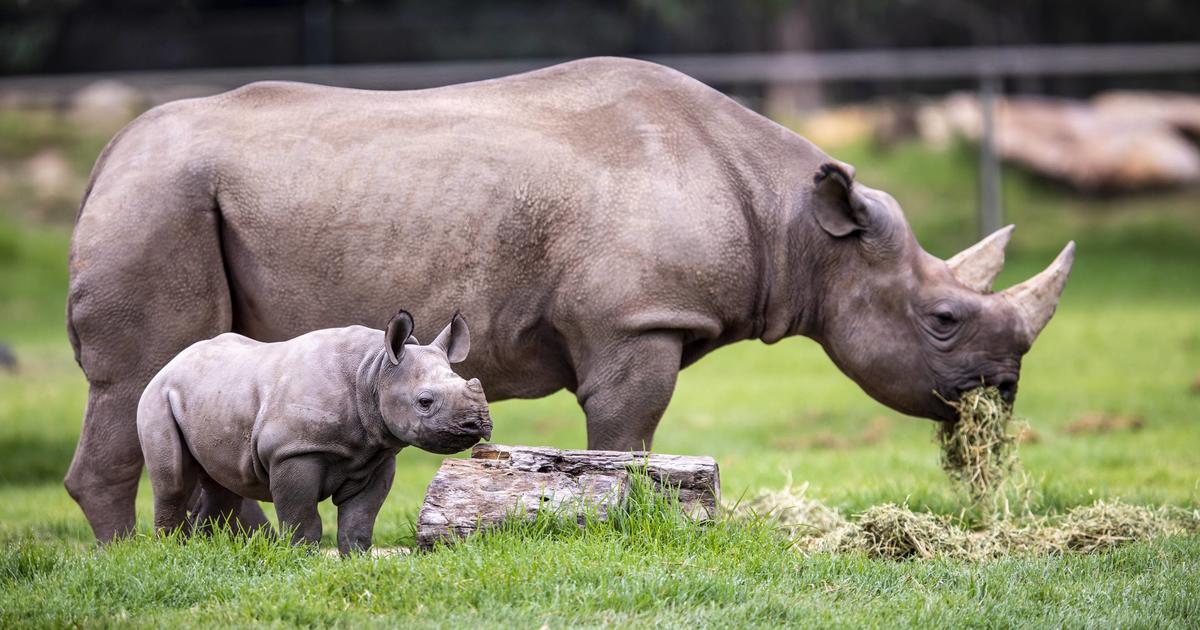 Black Rhino calf shines this winter | Taronga Conservation Society ...