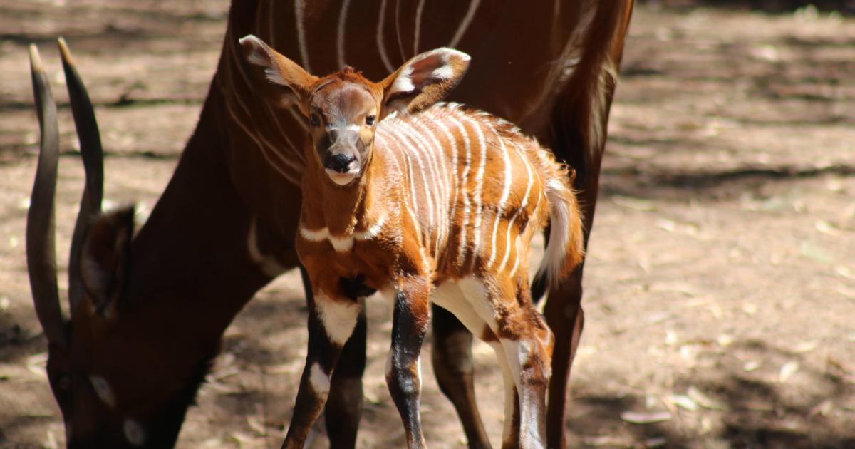 Dubbo Zoo Welcomes Bongo Calf Taronga Conservation Society Australia