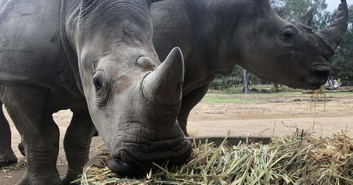 Meeka the White Rhino turns one | Taronga Conservation Society Australia